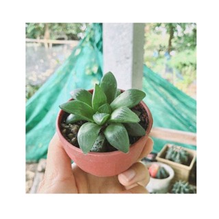 ฮาโวเทีย ขนาด 5-6 cm.