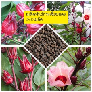 เมล็ดพันธุ์กระเจี๊ยบแดง 500เมล็ด