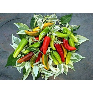 เมล็ดพันธุ์พริกด่าง ฟิช เปปเปอร์ (Variegated Fish Pepper Seed) บรรจุ 15 เมล็ด ของแท้ คุณภาพดี ราคาถูก นำเข้าจากต่าง