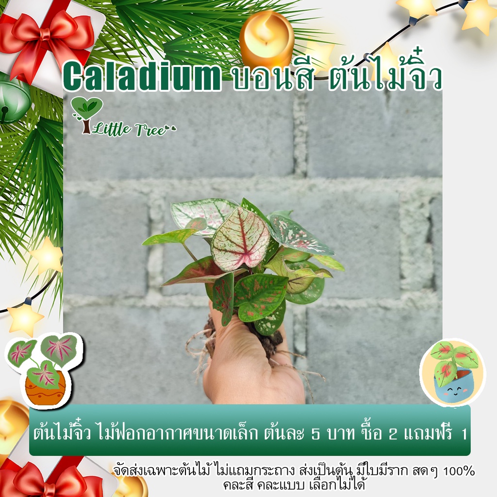 บอนสี โปรโมชั่น ซื้อ 2 แถม 1 ต้นไม้จิ๋ว Caladium ต้นไม้มงคล ต้นไม้แต่งบ้าน