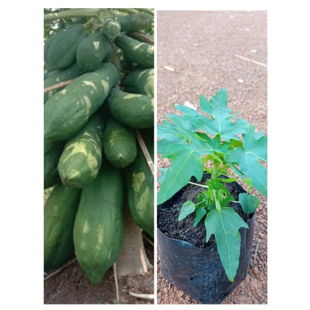 ต้นมะละกอเตี้ยชุมแพ  พันธุ์เตี้ยแท้  ติดผลดกมาก เนื้อแน่นเนื้อหนา ผลสุกหวานๆ ต้นพร้อมปลูก