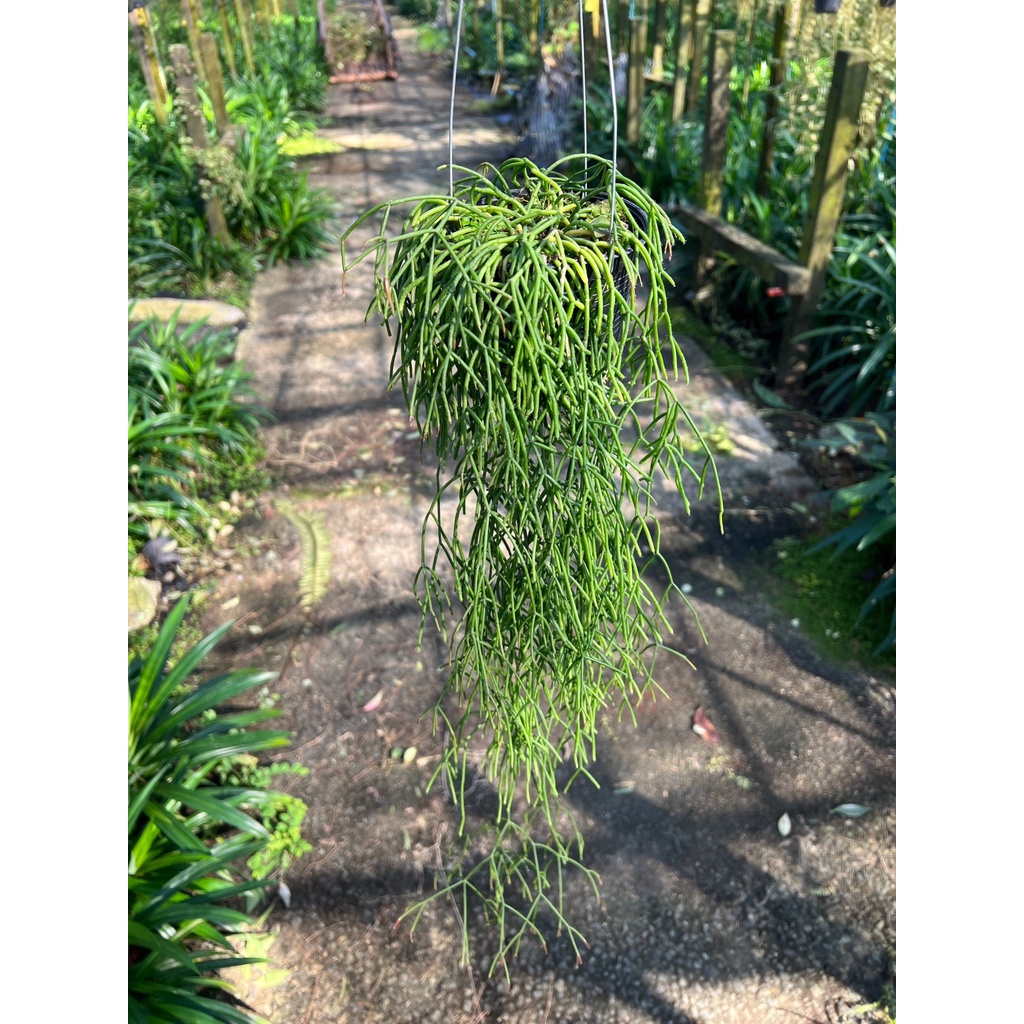 มุมมอง 2