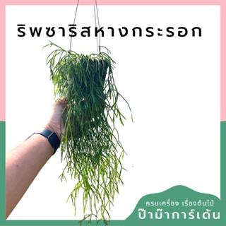 ริพซาลิส หางกระรอก ในกระถาง 6 นิ้ว  ขนาดพิเศษ ยาว 20 ชม  rhipsalis