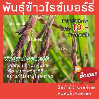 เมล็ดพันธ์ุข้าวไรซ์เบอร์รี่คัดสรรพิเศษ