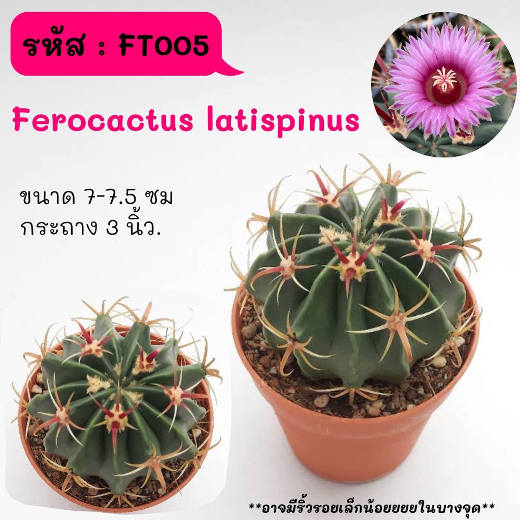 FT005 Ferocactus latispinus ไม้เมล็ด cactus กระบองเพชร แคคตัส กุหลาบหิน พืชอวบน้ำ
