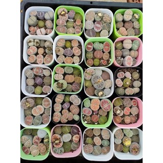 Lithops ไลทอปหินมีชีวิต คละสายพันธุ์ ราคาส่ง (จัดส่งทั้งกระถาง)