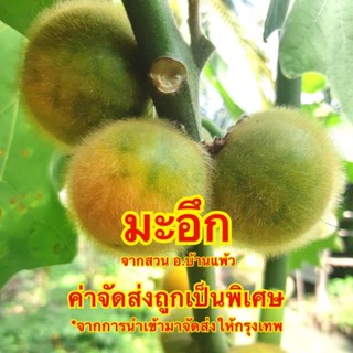 200 กรัม มะอึก สดจากสวนบ้านแพ้ว แท้ 100% **จัดส่งทุกวันจันทร์