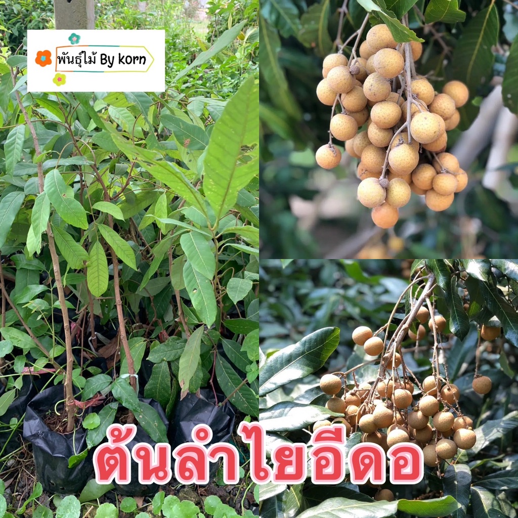 ต้นลำใยพันธุ์อีดอ พร้อมส่ง สำคัญกรุณาสั่งซื้อในเวลา12:00น.-00:00น.