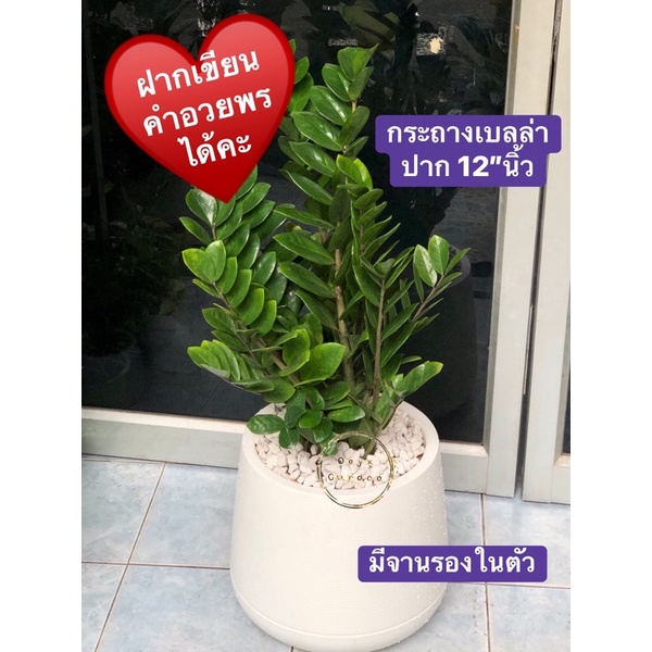 ต้นกวักมรกตไม้มงคลไม้ฟอกอากาศ รูปที่ 3