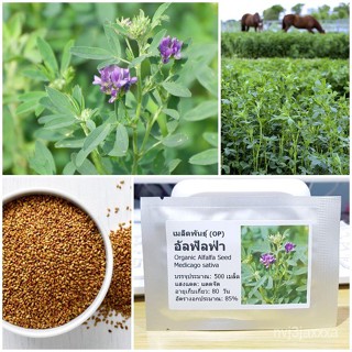 （คุณภาพสูง เมล็ด）เมล็ดพันธุ์ อัลฟัลฟ่า (Organic Alfalfa Seed) บรรจุ 500 เมล็ด คุณภาพดี ราคาถู/ง่าย ปลูก สวนครัว /มะเขือ