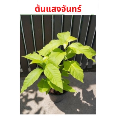 ขาย ต้นแสงจันทร์ ไม้มงคลเสริมเสน่ห์ นำชีวีตให้สว่างไสวทั้งกลางวันและกลางคืน มาใหม่สวยมากๆ ส่งพร้อมกระถาง 11 นิ้ว
