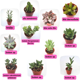 Senecio Anteuphorbium ไผ่ญี่ปุ่น,Stapelia gigantea เก๋ง ดอกปลาดาว ,Sedum Bronze Delight,Sedum Nussbaumerianum,Sedum sp.