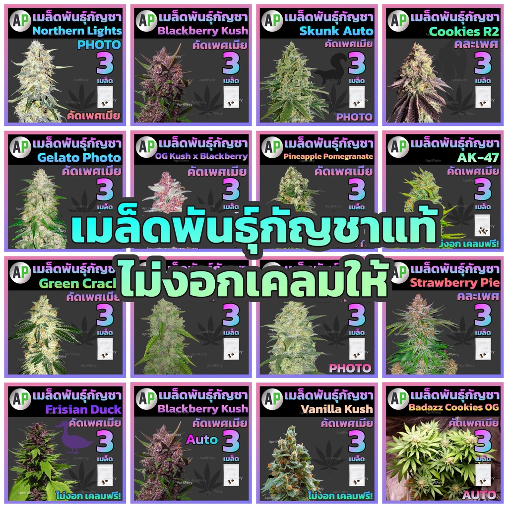 [♀️คัดเพศเมีย] เมล็ดกัญชา เมล็ดพันธุ์กัญชา หางกระรอก / AK 47 / KD เกาะเต่า / God father / Og KUSH / 