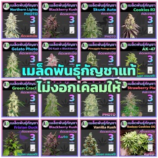 [♀️คัดเพศเมีย] เมล็ดกัญชา เมล็ดพันธุ์กัญชา หางกระรอก / AK 47 / KD เกาะเต่า / God father / Og KUSH / Blue dream แท้💯%