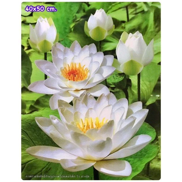 ไม่ใช่สติ๊กเกอร์ (เลือกภาพด้านใน)ภาพเปล่า รูปภาพดอกบัว ดอกลีลาวดี ขนาด 40*50 cm.(15x21นิ้ว)รูปภาพไม่มีกรอบรูป ภาพอาบมัน