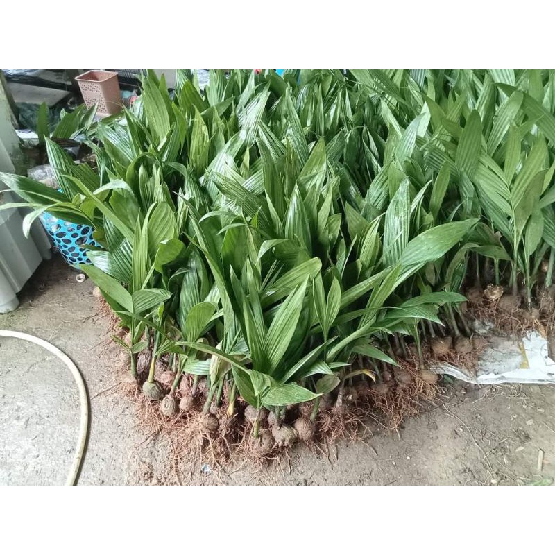 ต้นพันธุ์หมากเตี้ย ชุด20ต้น 169.-ส่งฟรี - รูปที่ 4