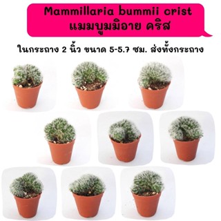 MT104 Mammillaria bummii crist แมมบูมมิอาย คริส cactus กระบองเพชร แคคตัส กุหลาบหิน พืชอวบน้ำ