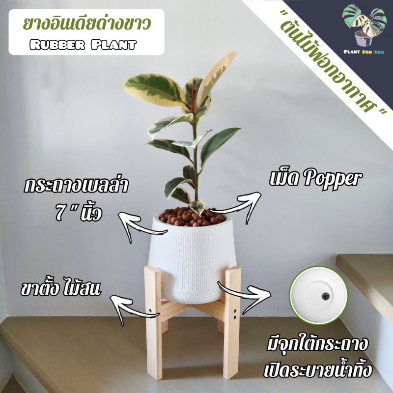 💤ต้นยางอินเดีย"ด่างขาว" Rubber Plant 25-35Cm.(ต้นไม้ฟอกอากาศ) ครบชุดพร้อมปลูก PLANT FOR YOU
