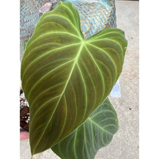 ต้นฟิโลเดนดรอนสเปนดิด/Philodendron splendid