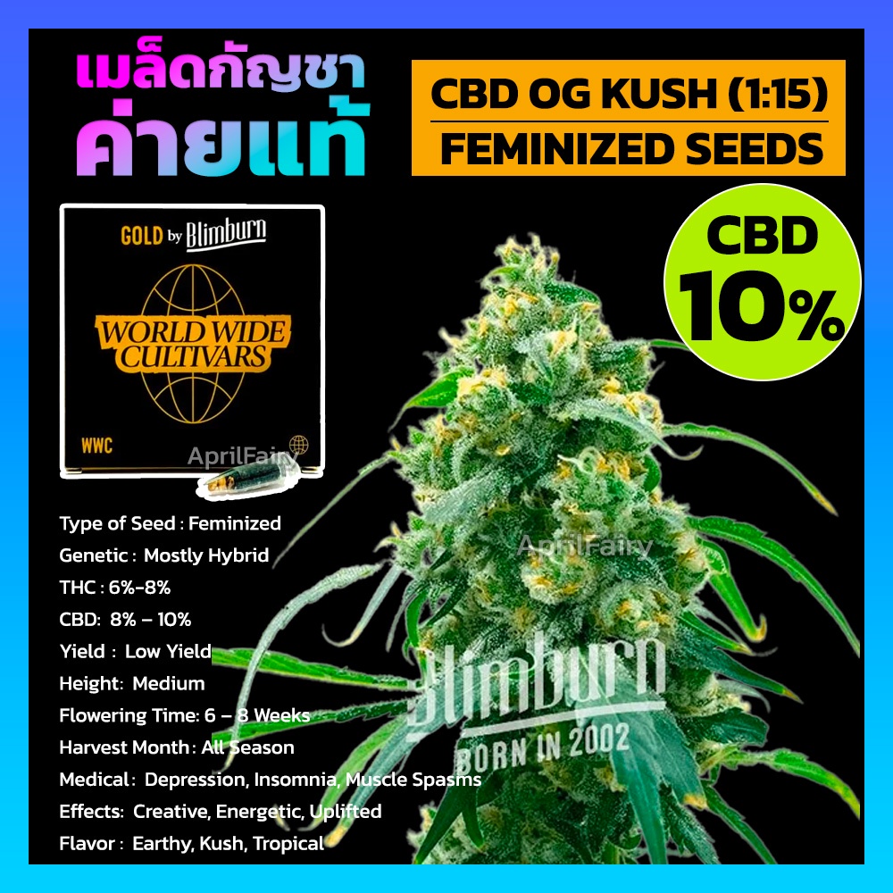 เมล็ดพันธุ์กัญชา CBD OG Kush (1:15) Feminised Cannabis Seeds เพศเมีย เมล็ดกัญชานอก เมล็ดค่าย Blimbur