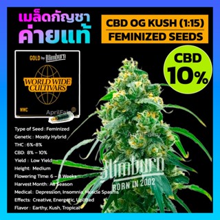 เมล็ดพันธุ์กัญชา CBD OG Kush (1:15) Feminised Cannabis Seeds เพศเมีย เมล็ดกัญชานอก เมล็ดค่าย Blimburn แท้100% แบ่งขาย