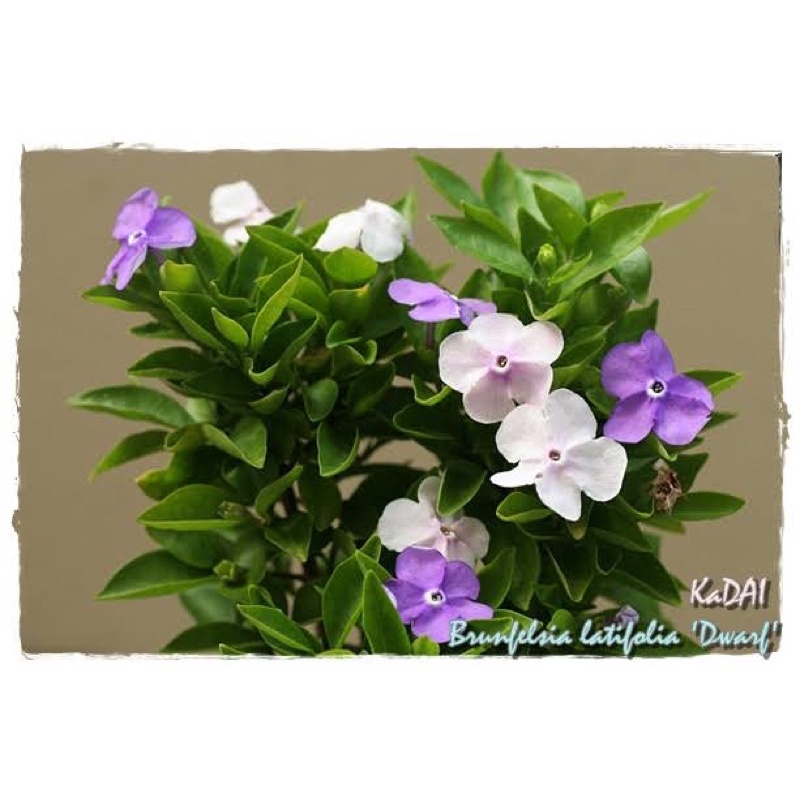 ต้นพุดสามสี มี3สีในต้นเดียว ออกดอกตลอดปี เสียหายเคลมฟรี - รูปที่ 2