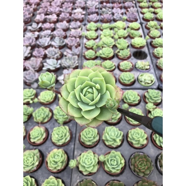 Graptoveria Jadeite รูปที่ 7