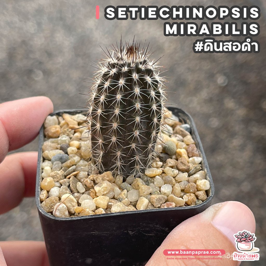 ผลิตภัณฑ์ใหม่ เมล็ดพันธุ์ จุดประเทศไทย ❤เมล็ดพันธุ์ดินสอดำ Setiechinopsis Mirabilis กระบองเพชร แคคตัส ไม้อวบน้ำ /กะเพรา