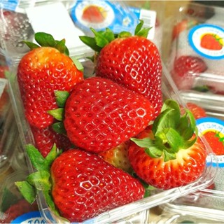 TOP-1สตอเบอรี่นำเข้าจากอเมริกา/Strawberry (USA/AUS) (1แพค/250กรัม) ~ลดพิเศษ~ Premium ที่สุดของสตรอเบอรี่ (สตอเบอรี่สด)