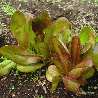 ผลิตภัณฑ์ใหม่ เมล็ดพันธุ์ 2022เมล็ดอวบอ้วน ผักสลัด คิมมารอน (Cimmaron Romaine Lettuce Seed) บรรจุ 50 เมล็ดเมล็ดอ/มะเขือ