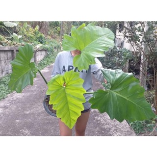 ฟิโลใบองุ่น (Philodendron lacerum)