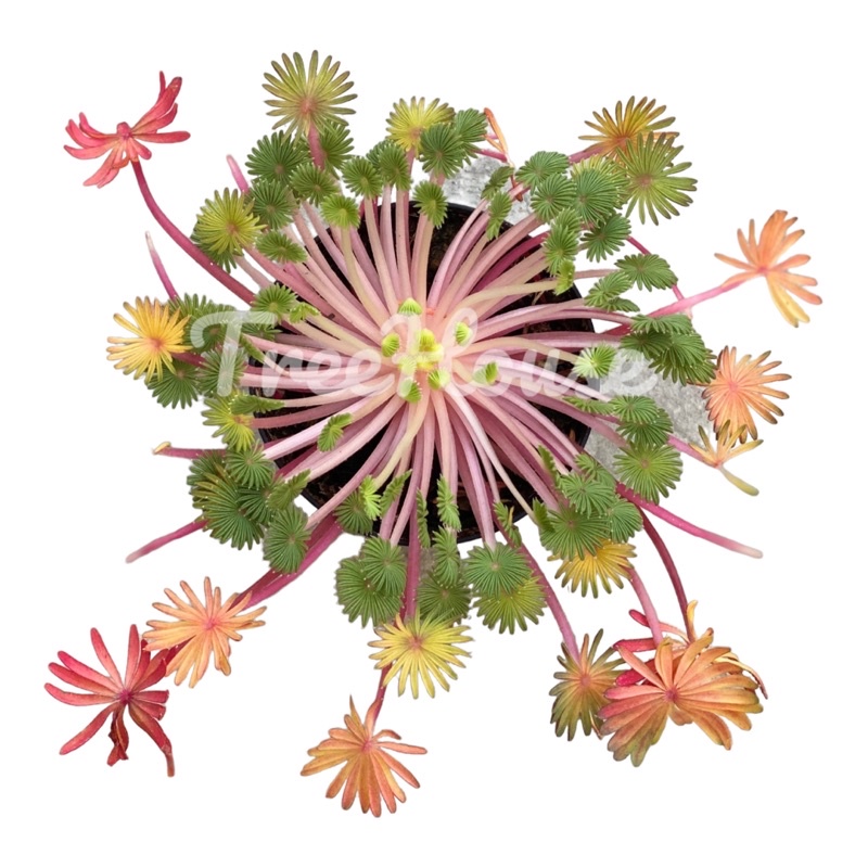 Oxalis Palmifrons กระถาง 4-5 นิ้ว ต้นไม้นำเข้าจาก USA (เลี้ยงยาก*)