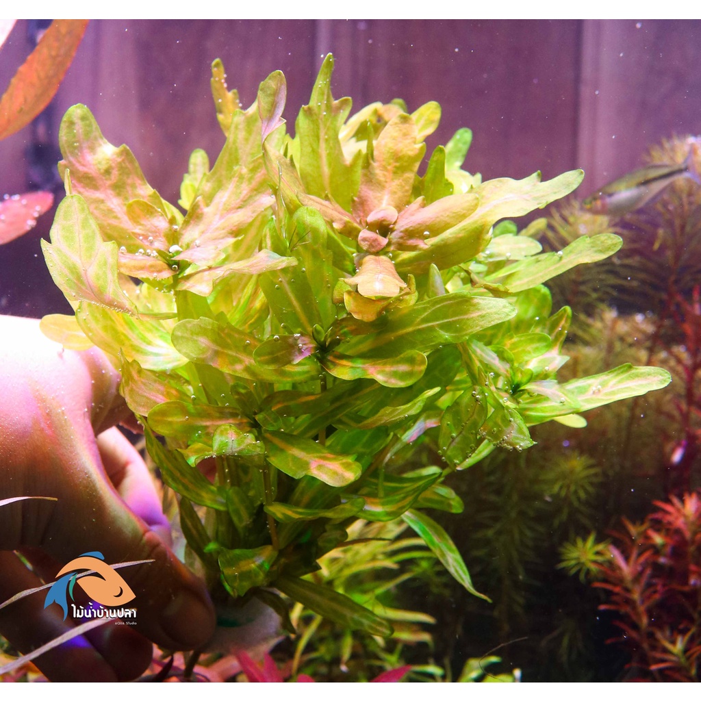 ต้นไม้น้ำ ชินเนอร์เชีย Shinnersia rivularis 'Weiss-Grünมา