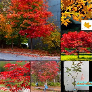 (1ต้น) เมเปิ้ล Maple Tree ต้นเมเปิ้ล สี เหลือง แดง ศรัณย์รักษ์