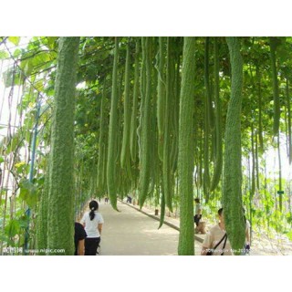 ผลิตภัณฑ์ใหม่ เมล็ดพันธุ์ เมล็ดพันธุ์ บวบหอมยาว ( Long Luffa ) บรรจุ 10 เมล็ด NDAH คละ สวนครัว/ผักชี GHWP