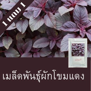 เมล็ดพันธุ์ผักโขม1แถม1 (500เมล็ด) ถูกที่สุด!!