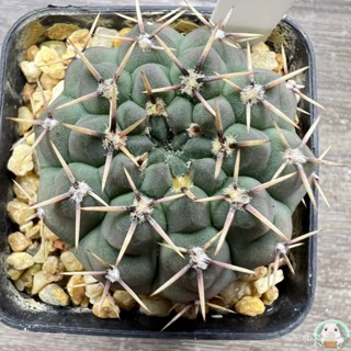 (W17) ต้นยิมโนบัลเดียนัม ไม้เมล็ด - (Gymnocalycium baldianum) - แคคตัส/ง่าย ปลูก สวนครัว เมล็ด/ง่าย OCXC