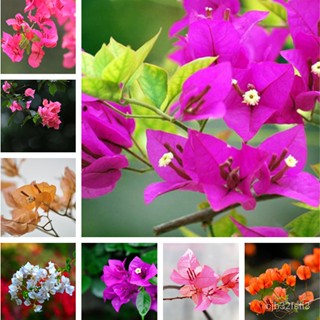 （คุณภาพสูง เมล็ด）100แคปซูล/ถุง เมล็ดเฟื่องฟ้า Climbing Bougainvillea Seed ปลูกง่าย flower seeds ของตกแต่งในสวน ต/ต้นอ่อน