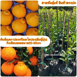 ต้นส้มเดกาปองหรือเดโคปอง(ส้มญี่ปุ่น) กิ่งเสียบยอดขนาด20-30cm