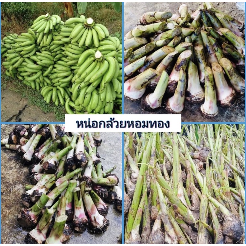 หน่อกล้วยหอมพันธุ์เดียวกับในเซเว่น จัดโปรชุด 5️⃣ หน่อ แถม1️⃣ จัดส่งด่วน 🍌 แถมฟรีคู่มือปลูกให้ทุกๆกล่องค่ะ
