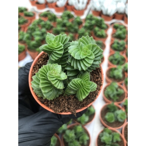 Cassula Qingtana Rotating leaf สปริงเขียว