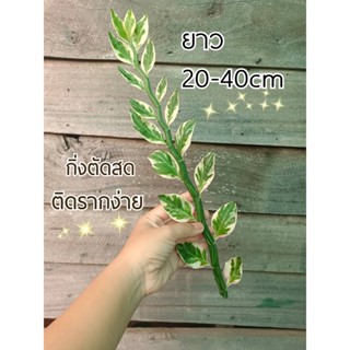 กวักเงินใบด่าง  นกน้อยนำโชค ชุดละ 2กิ่ง 10บาท ราคาถูกสุด
