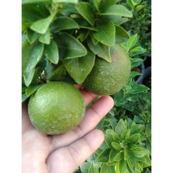 🍊🍊ส้มกิกกิก 🍊🍊 หรือ ส้มมหามงคล