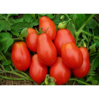 เมล็ดพันธุ์มะเขือเทศ มาติโน่ โรม่า (Martinos Roma Tomato Seed) บรรจุ 25 เมล็ด ของแท้ คุณภาพดี ราคาถูก นำเข้าจากต่างประ