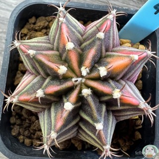 (LB45) ต้นยิมโนด่าง คัดพิเศษ ไม้เมล็ด - (gymnocalycium) - แคคตัส/ง่าย ปลูก สวนครัว เมล็ด/คะน้า 5SIC