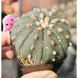 แอสโตร​ไฟตั้ม super ลุ้นวี #แคสตัส castus​ astrophytum แอสโตร แอสโตร​ไ​ฟตั้​ม แอสโตรไฟตัม กระบองเพชร แอสโตรวี super