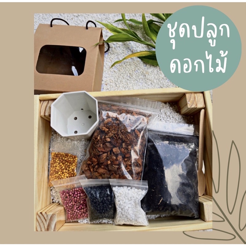 พร้อมส่ง ส่งไว ชุดปลูกดอกไม้ ดอกไม้ ชุดผัก วาเลนไทน์ ของขวัญ ของชำร่วย ของที่ระลึก ของขวัญปัจฉิม ให้เพื่อน