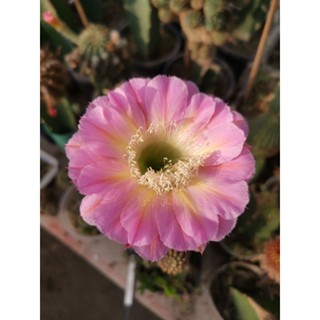 กระบองเพชร cactus หน่อเด็สดอิชินอปชิส Echinopsis  EA2SR21  ขนาด 2.2 - 3  ซม. ดอกขนาด 10 ซม. สวยมาก