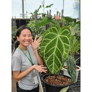 หน้าวัวใบกำมะหยี่ (Anthurium Crystallinum)