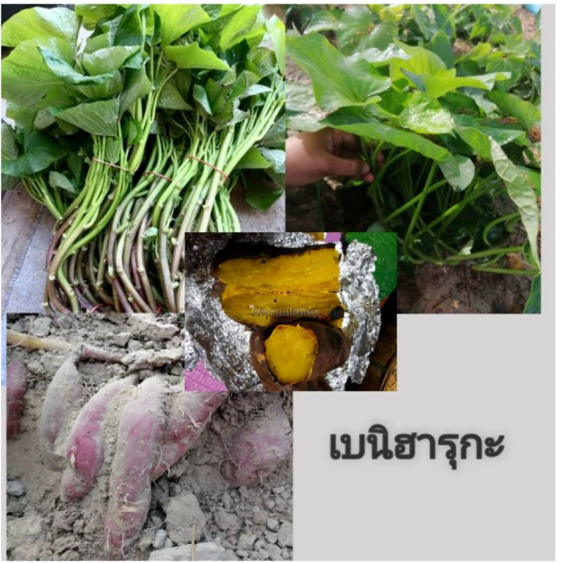 มันหวานญี่ปุ่นเบนิฮารุกะ ชุดละ 25-50 ยอด#เนื้อเหลืองหวาน